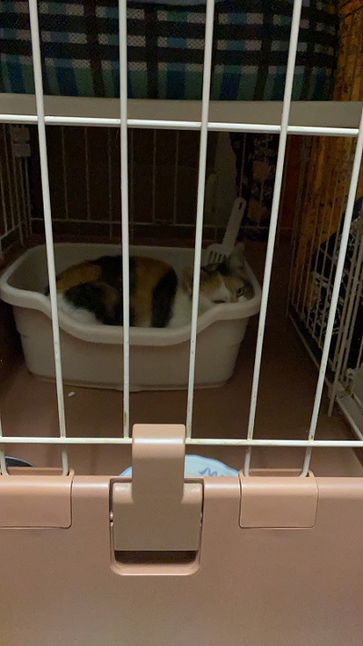 ケージの隅にいる猫