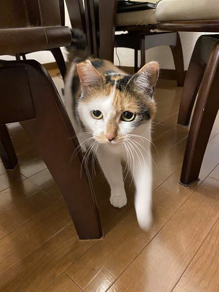 近づいてくる猫