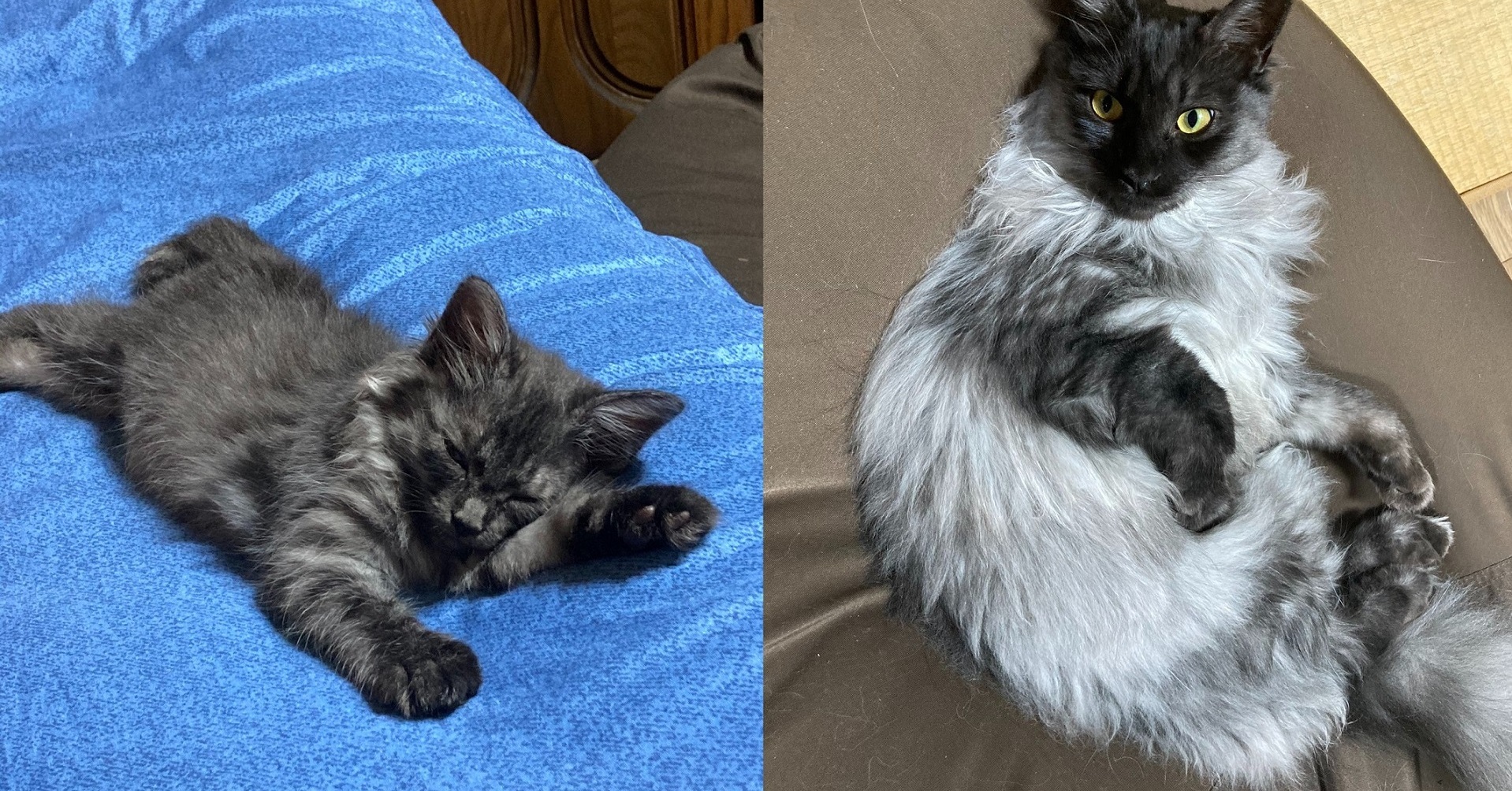 グレーの子猫を保護して1年半後→「こんなに色が変わるとは」　予想以上のビフォーアフターに「ゴージャスになった！」と驚きの声 | ねとらぼ