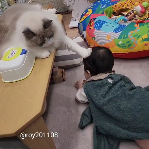 頭に手猫ちゃん