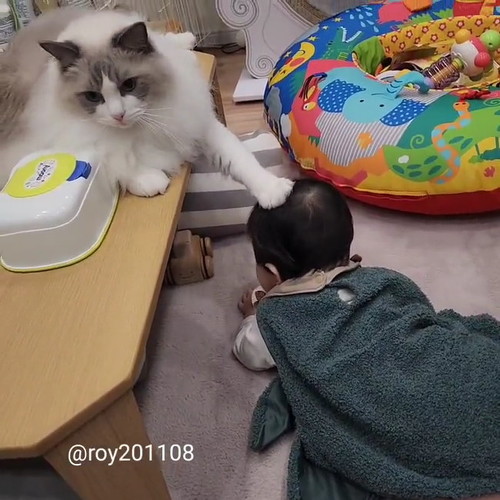 猫こっち見る