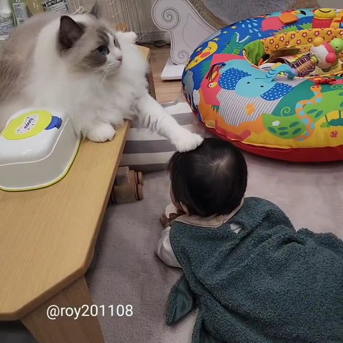 猫あっち見る