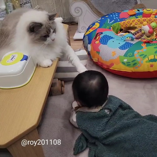 猫赤ちゃん見る