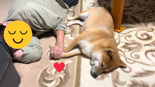 ばあちゃんと柴