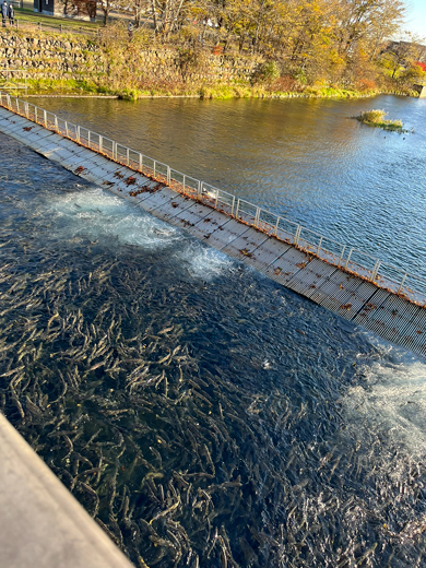 鮭の大群