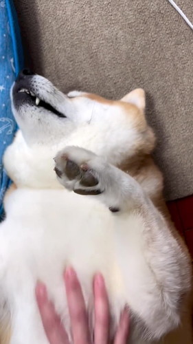 眠る柴雄くんがかわいい