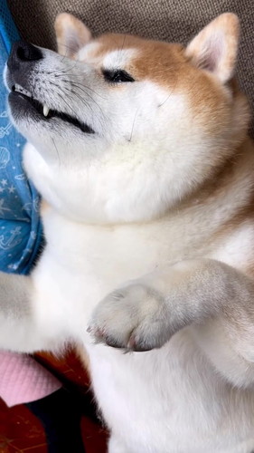 眠る柴雄くんがかわいい