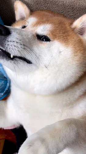 眠る柴雄くんがかわいい