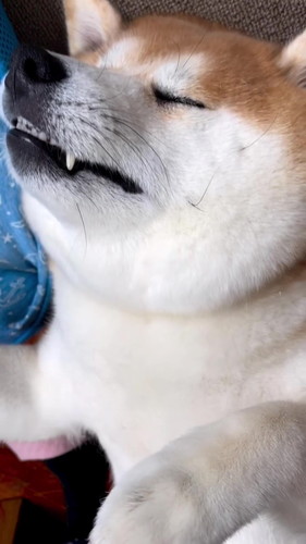 眠る柴雄くんがかわいい