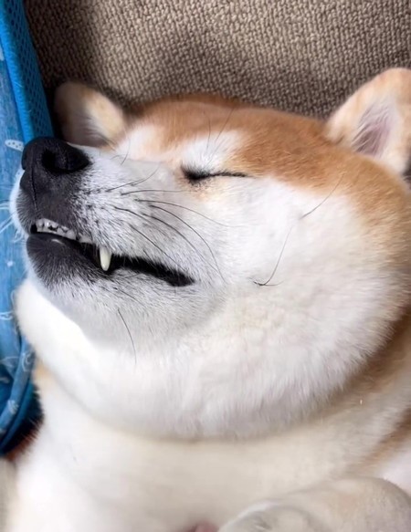 眠る柴雄くんがかわいい