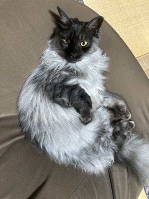 くっしょんでくつろぐ猫