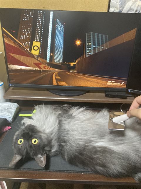 ぶらっしんぐされる猫ちゃん