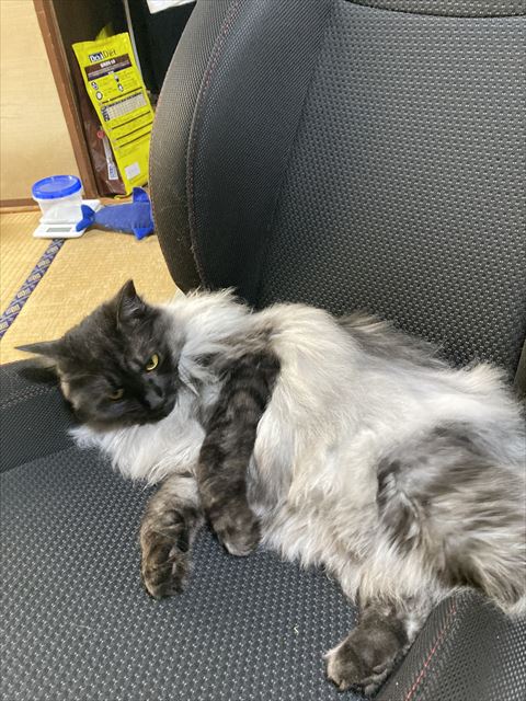 椅子に転がる猫ちゃん