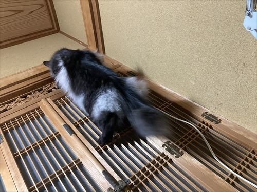 のぼる猫ちゃん