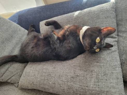 黒猫 鬼 筋肉こどもマキシマムどらいぶ