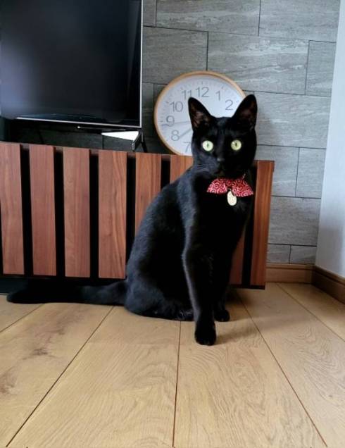 黒猫 鬼 筋肉こどもマキシマムどらいぶ