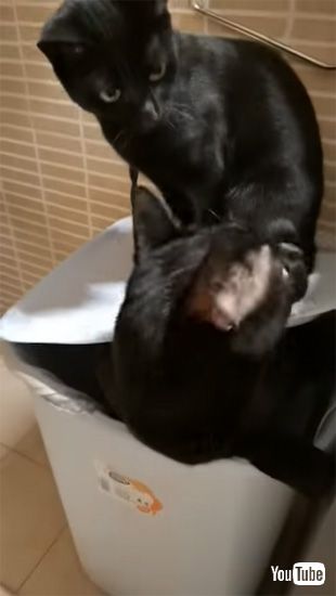 どく様子のない猫