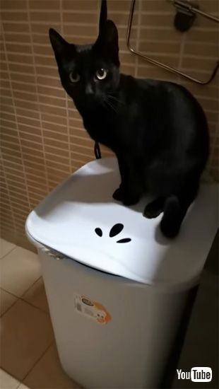目をキラキラさせる猫