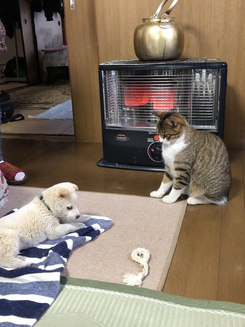 猫とストーブ