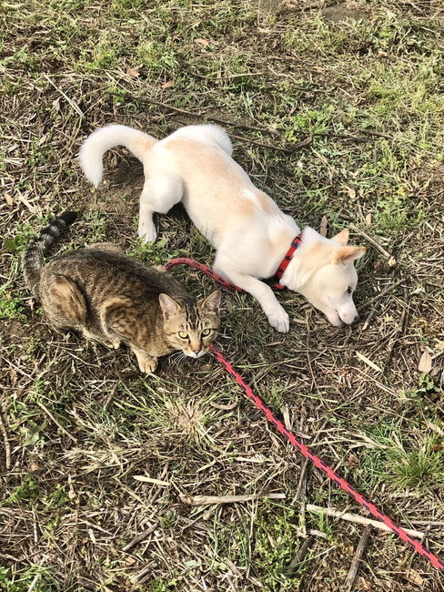 猫と遊ぶ