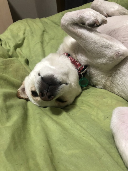 ヘソ天