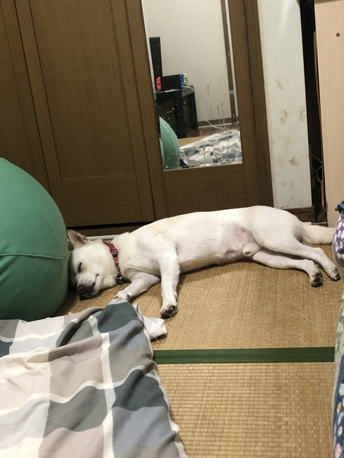 寝そべる犬