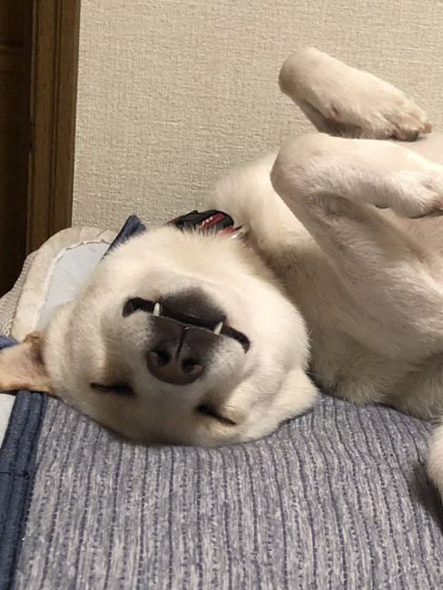 寝てる