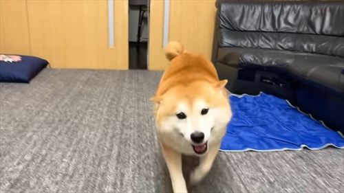 ご機嫌な柴犬