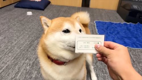 診察券を見た柴犬