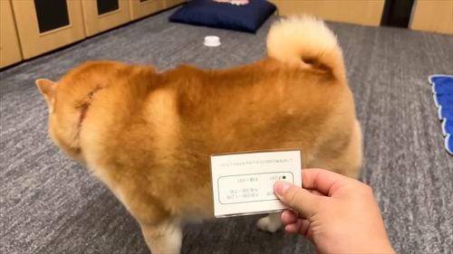 背を向ける柴犬