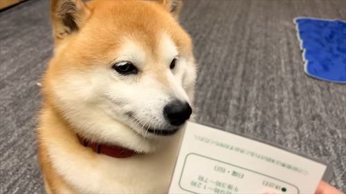 真顔の柴犬