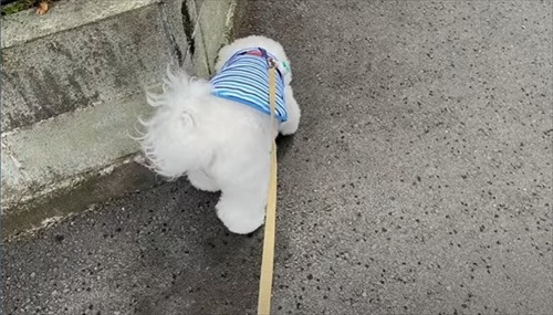 飼い主さんのそっくりさんが家にやってきた愛犬