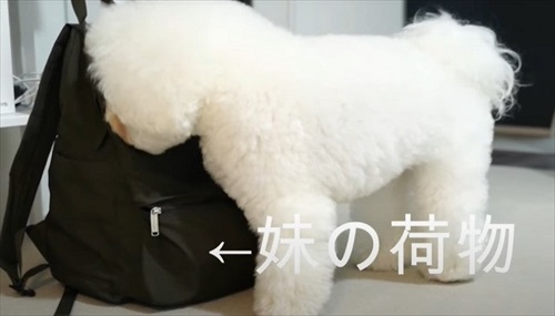 飼い主さんのそっくりさんが家にやってきた愛犬