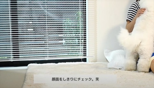 飼い主さんのそっくりさんが家にやってきた愛犬