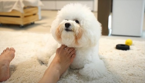 飼い主さんのそっくりさんが家にやってきた愛犬