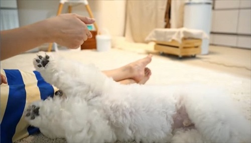 飼い主さんのそっくりさんが家にやってきた愛犬