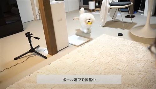 飼い主さんのそっくりさんが家にやってきた愛犬