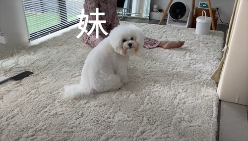 飼い主さんのそっくりさんが家にやってきた愛犬