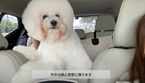 飼い主さんのそっくりさんが家にやってきた愛犬