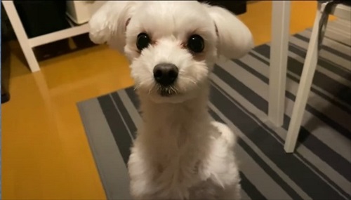 飼い主さんのそっくりさんが家にやってきた愛犬