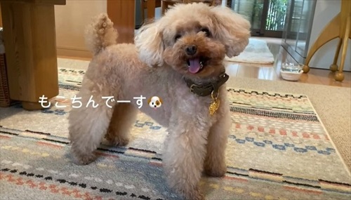 飼い主さんのそっくりさんが家にやってきた愛犬