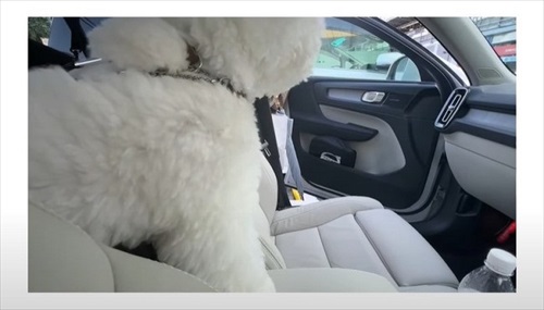 飼い主さんのそっくりさんが家にやってきた愛犬