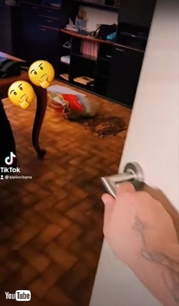 バレバレのハスキー