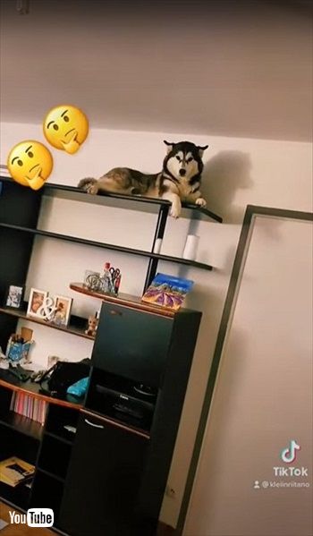 バレバレのハスキー