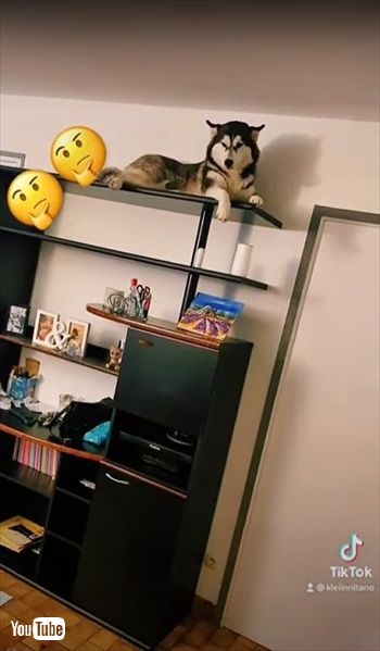 バレバレのハスキー