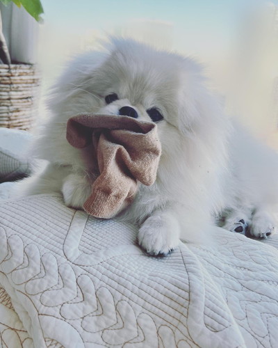 靴下くわえる犬