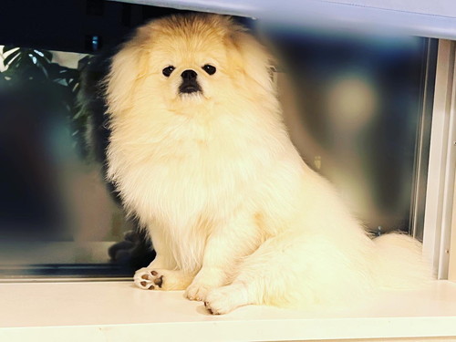 ぺたんこずわりの犬