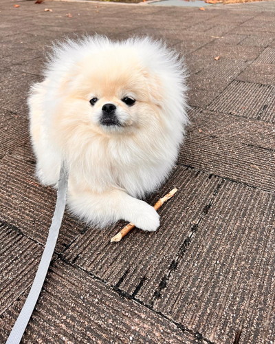 棒を手に入れた犬