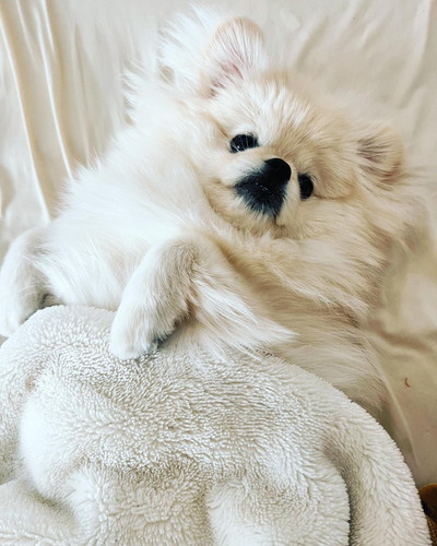 毛布を堪能する犬