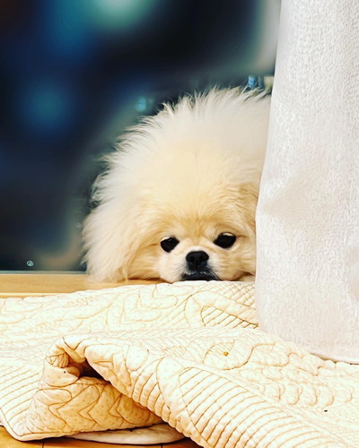 しょんぼりする犬